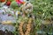 Holiday of Ivan Kupala in Belarus. Bathing area. Girls in wreaths of flowers