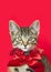 Holiday kitten wearing red bow, red background.