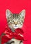 Holiday kitten wearing red bow, red background.