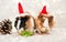 Holiday Pets Christmas cute guinea pig in red Santa Hat on white shiny gold sparkles background