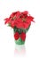 Holiday Poinsettia