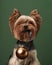Holiday pup with ornament, festive spirit. A Yorkshire Terrier holds a Christmas bauble