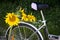 Holiday travel. vintage bicycle with sunflowers. flowers on retro bike. Bicycle With Sunflower. Beautiful sunflowers on a bicycle