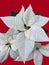 Holiday white poinsettia Christmas flower isolated closeup