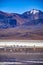 Holidays in the Laguna colorada in Bolivia