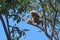 Holing on, Looking Down White-handed Gibbon, Hylobates lar