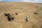 holistic farming on a sustainable agricultural farm growing beef cattle on a farm in australia