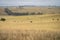 holistic farming on a sustainable agricultural farm growing beef cattle on a farm in australia