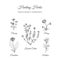 Holistic Medicine. Healing Herbs Illustration. Handdrawn Handdrawn Chicory, Dandelion, Lavender Cotton, Mallow and Daisy