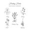 Holistic Medicine. Healing Herbs Illustration. Handdrawn Meadow Sage, Agrimony, Borage, Pansy and Teasel. Health and