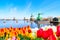 Holland background panorama with tulips and green windmill in traditional village in Holland