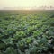 Holland, beet\'s field at sunrise