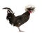 Holland dwarf rooster white-crested chicken, 5 mon
