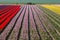 Holland field Netherlands farmland spring scenic background. Colorful bright tulips. Springtime harmony, rustic outdoor