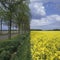 Holland, landscape with rapeseed