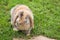 Holland Lop rabbit