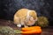 Holland lop rabbit on wooden background