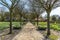 Holland march, 2018 spring view of a long row of still bare trees, with fields and flower boxes of yellow and white daffodils on