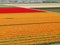 Holland orange tulips beside Keukenhof