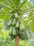 Holland Papaya, fruit and vegetable