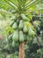 Holland Papaya, fruit and vegetable