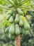 Holland Papaya, fruit and vegetable