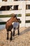 Holland pygmy goat near fence in farm