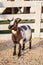 Holland pygmy goat near wooden fence in farm