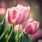 Holland\\\'s Pink tulips bloom in an orangery spring season at blurry background, closeup
