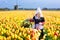 holland tulip pictures