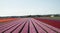 Holland tulip field pink