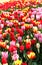 Holland tulip fields