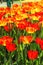 Holland tulip fields