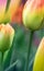 Holland tulips at blur background closeup