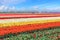 Holland tulips field