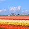 Holland tulips field