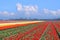 Holland tulips field