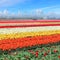 Holland tulips field