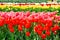 Holland tulips field