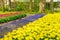 holland tulips field