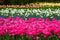 Holland tulips field with rows of flowers