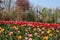 Holland windmills and field of tulips