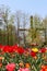 Holland windmills and field of tulips