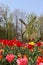 Holland windmills and field of tulips