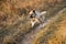 Hollandse Herder runs a gallop through the autumn field