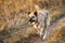 Hollandse Herder runs a gallop through the autumn field