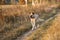 Hollandse Herder runs a gallop through the autumn field