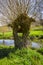 Hollow Basket Willow at Tauber River