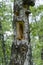 Hollow in a birch