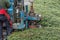 Hollow borehole auger of a dry drilling rig drills a hole in the sandy soil and produces sand on the sides